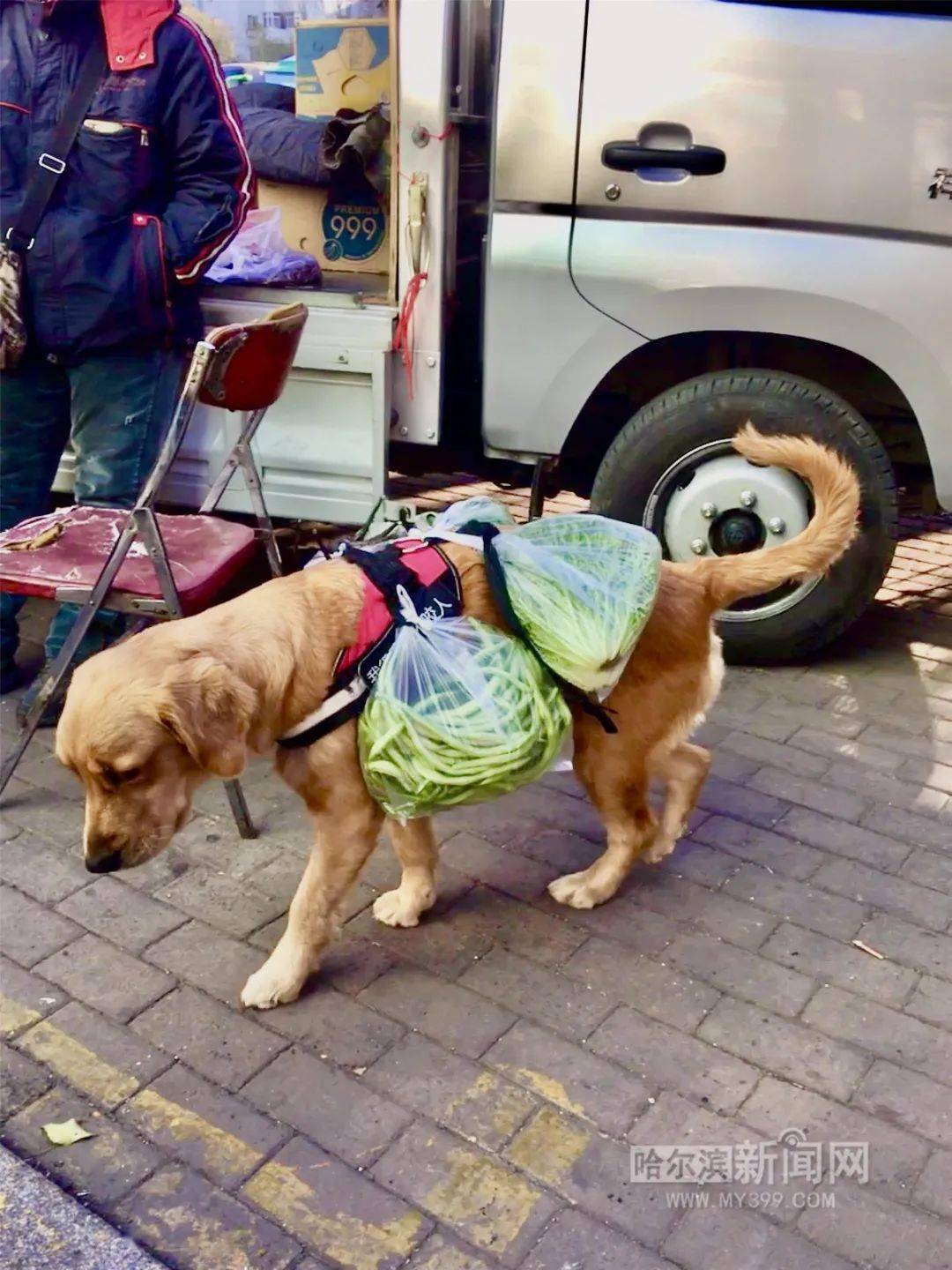 实名羡慕|狗狗陪主人逛早市还帮着背菜