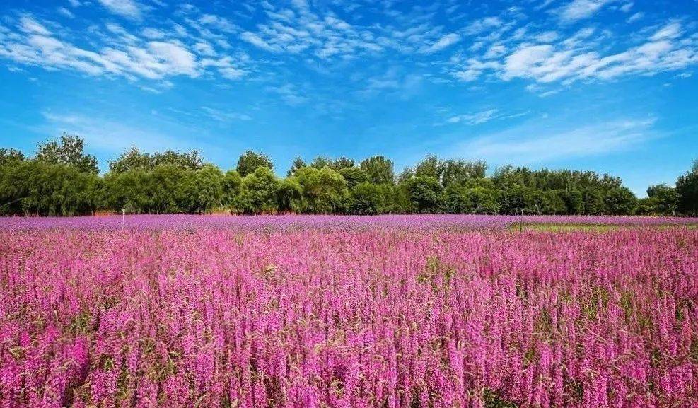刷屏啦怀柔第1片粉黛花海来了