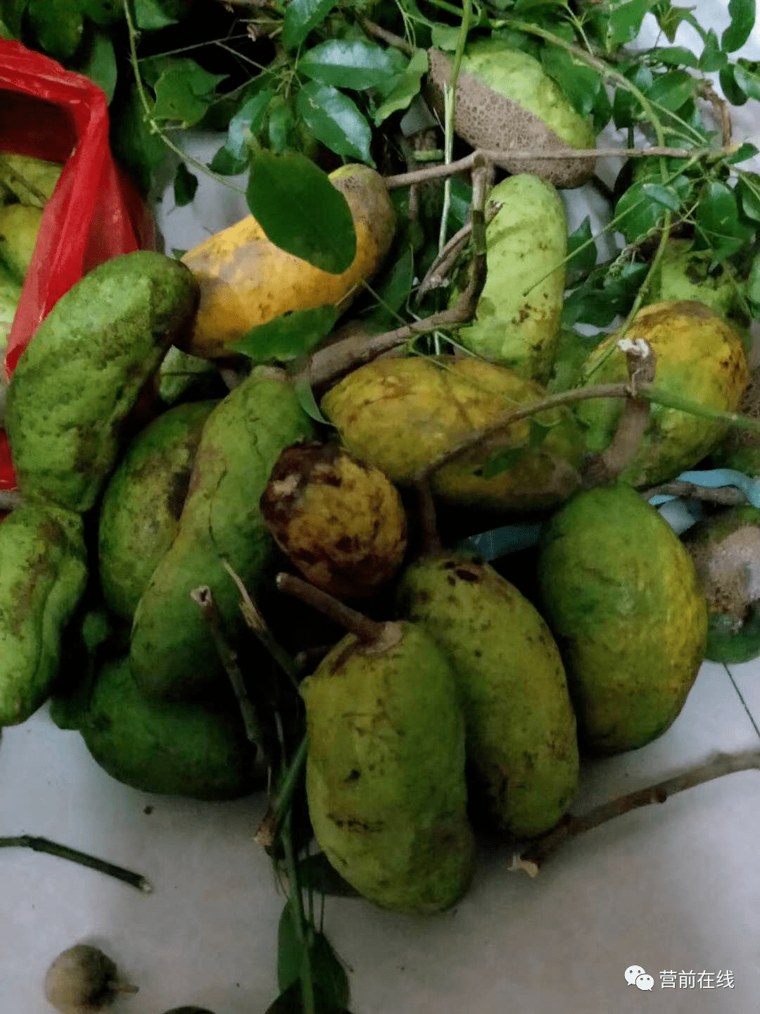 野生猕猴桃竹节子是不是看完这些美味野果的图片,心里也想去上山摘