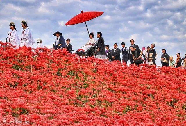 秋日烈焰日本彼岸花景点9选推荐