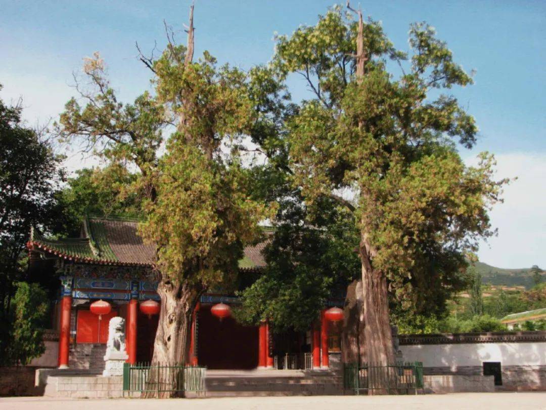 静静卷阿里，苍苍古柏松！一起来见证周公庙千年古木的前世今生~_历史