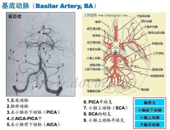 解剖颅内血管丨轻松看懂脑血管造影_动脉