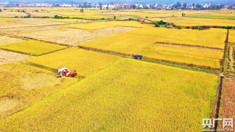 丰收田园美如画