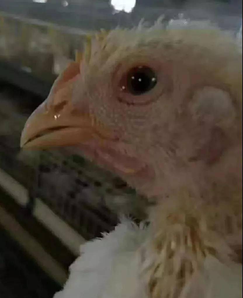 图文带你识别鸡感冒后的症状