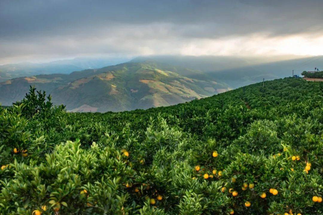 72左右滑动查看更多74粒粒好橙,皮薄果圆,口味甘甜哀牢山年日照时