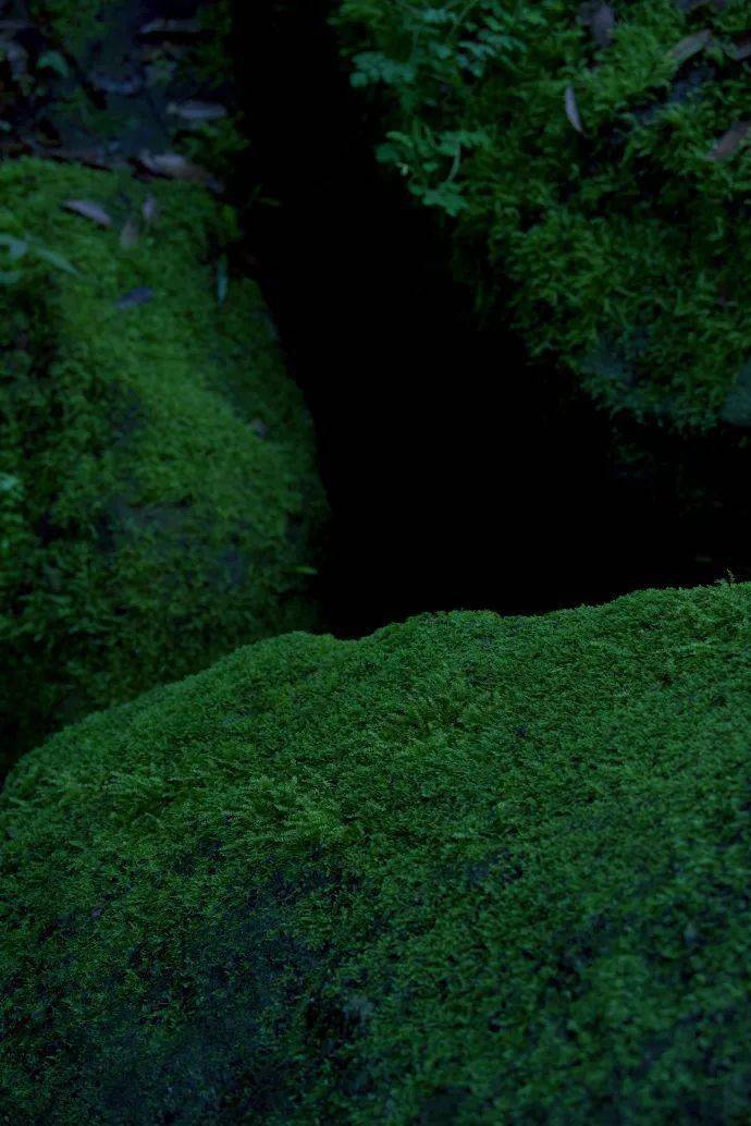 坐看苍苔色,欲上人衣来