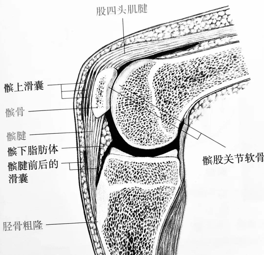 伸展结构包括:髌上滑囊,髌股关节软骨,加上髌下脂肪体(ipf),再由髌骨
