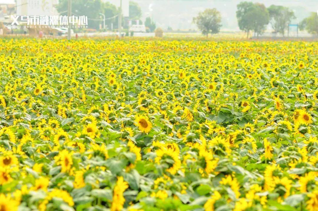 美翻义乌这里的百亩花海绽放数十万株竞争艳