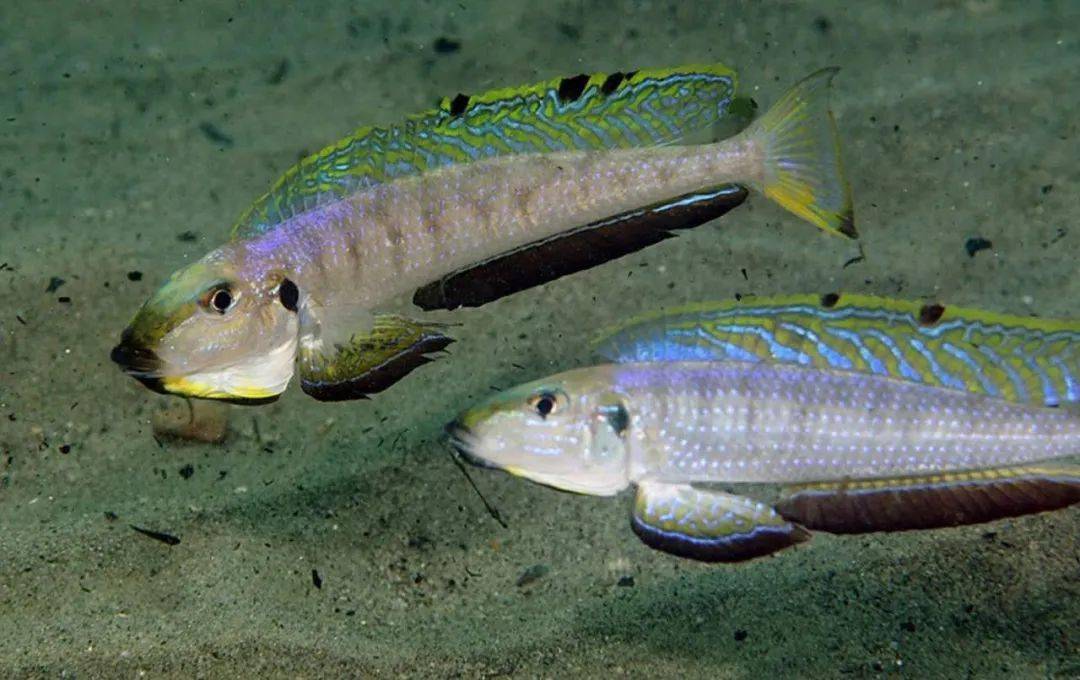 刚果河鱼类图片