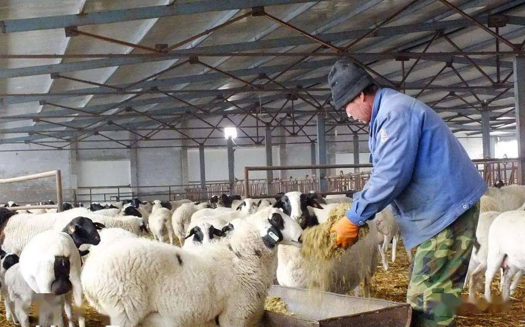 德克塞尔羊种羊场图片
