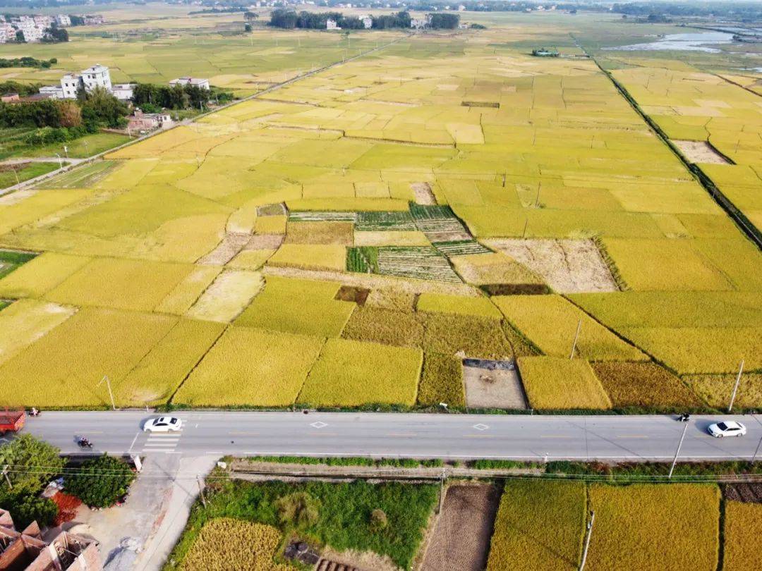 钦南区康熙岭镇的这片稻田,美得很!_手机搜狐网