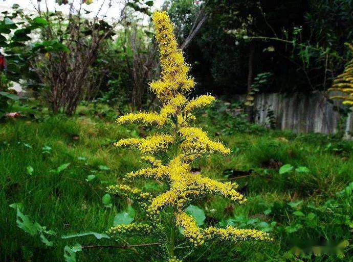 加拿大一枝黄花不能简称为一枝黄花我们有自己的一枝黄花