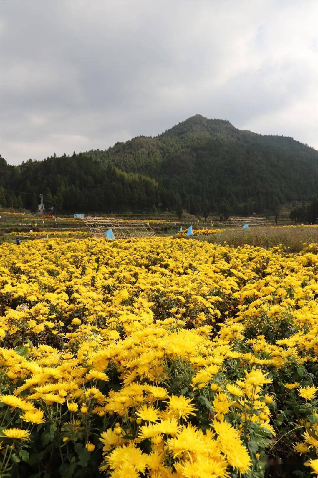 瓯海泽雅这个网红打卡点的菊花已盛开,你一定不能错过!_手机搜狐网