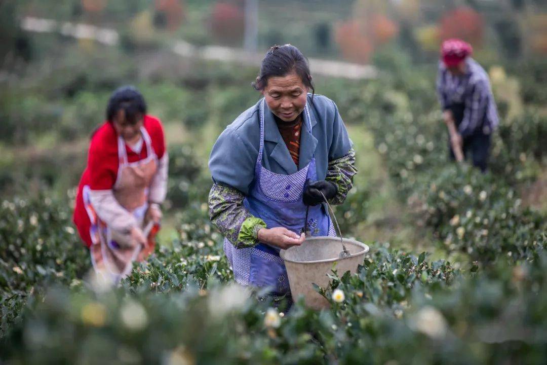 不是耍魔术,毕节这4000亩荒山每年能"变"出三千万!_杨家湾镇