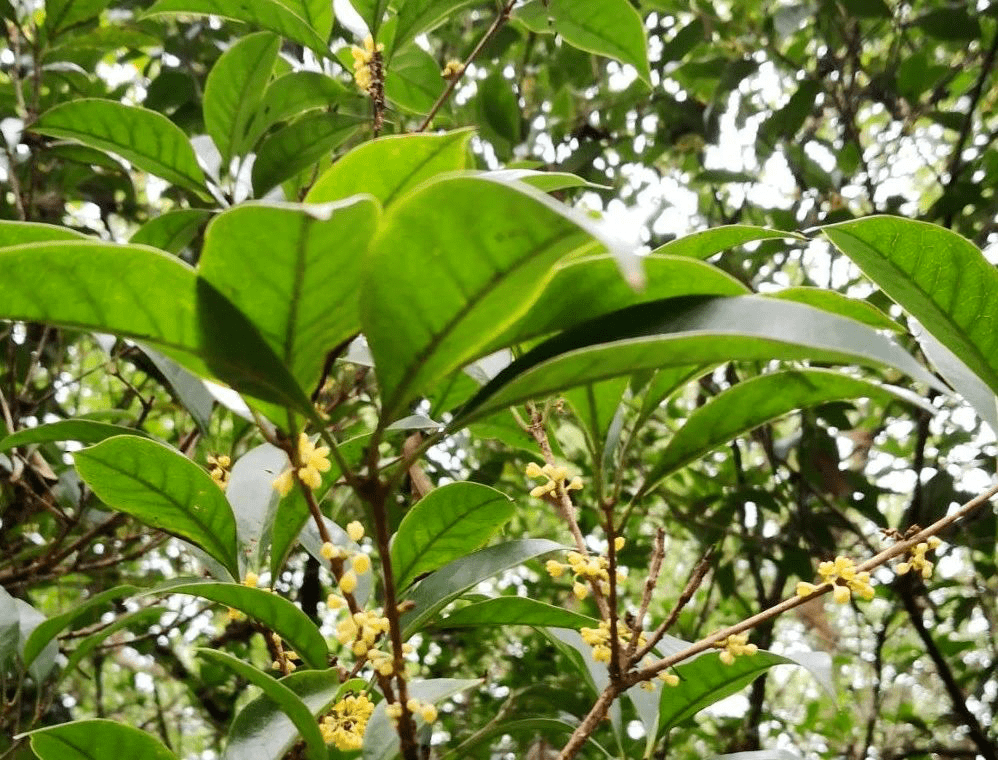 图|小叶苏桂osmanthus fragransxiaoye sugi好奇宝宝一边结果一边