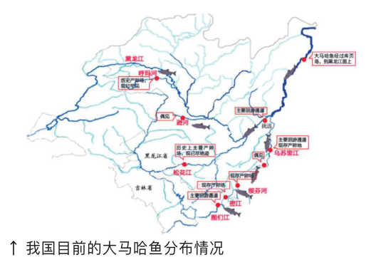 洄游鱼类过大坝示意图图片