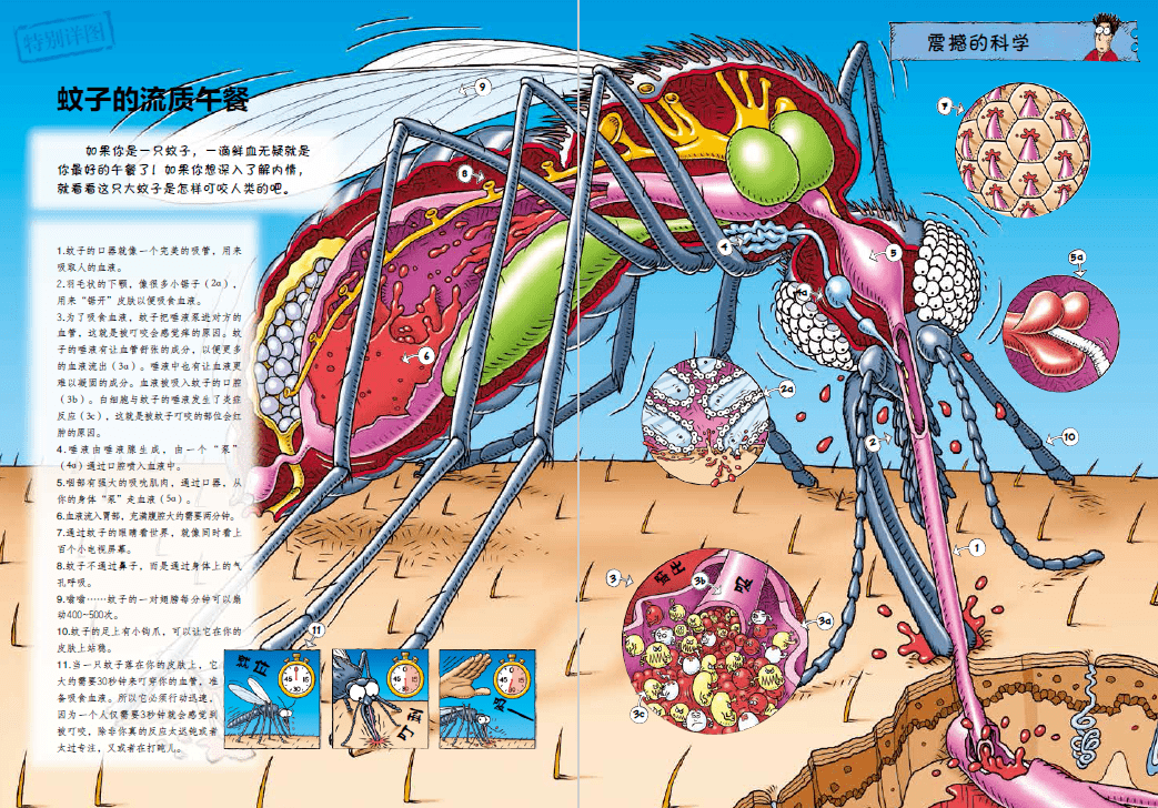 这张图不仅把蚊子的生理结构完美呈现在我们面前,还将蚊子刺破人体