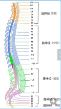 三十一對脊神經走形與支配圖解你都熟記了麼