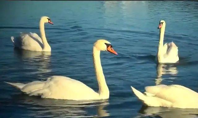 哑音天鹅是美丽又优雅的生物.至少我们全都是这么想的吧.