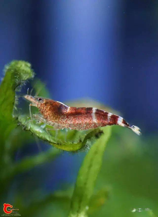 造型还可以吧羊羊小沉木白老鼠1条,咖啡鼠1条,苹果螺2只溪吻虾虎5条