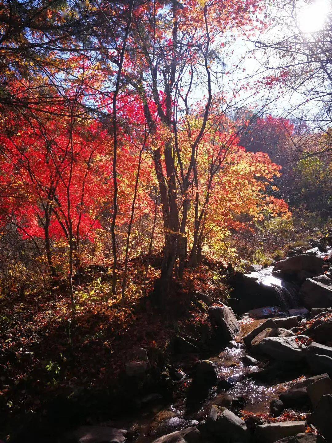 枫情似火相约白山丨秋天的童话之岭上枫林风景区