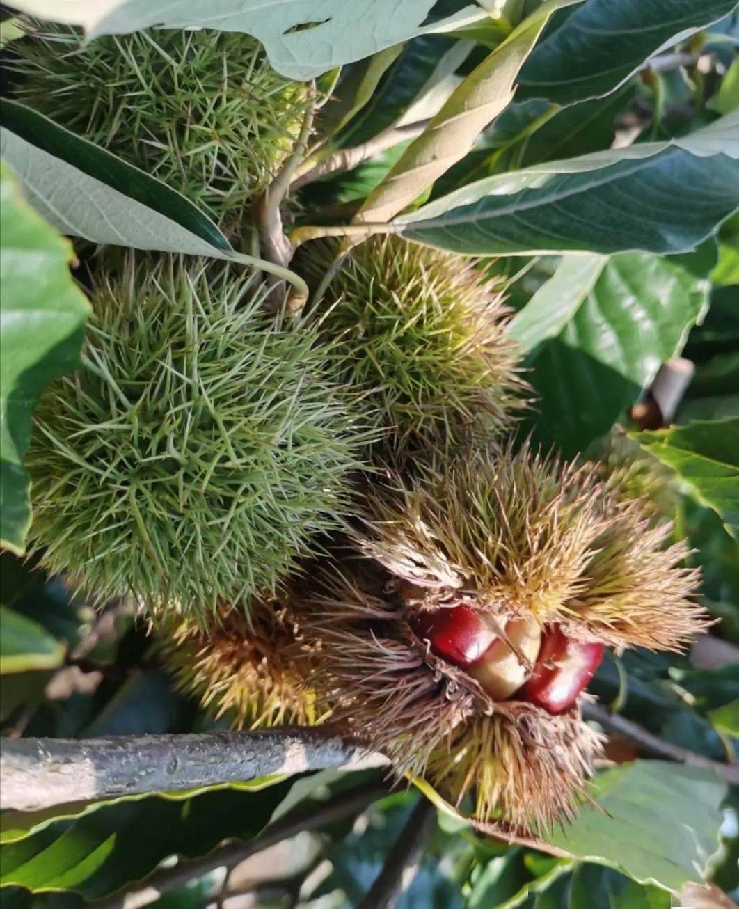 最近这道美味大量上市!却有不少桂林人进了医院