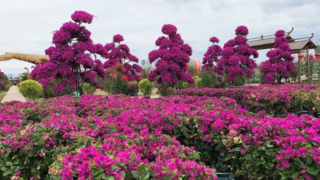 肖宅村)地点:瑞安市娇洋农业观光园94最佳赏花期94时间:2020年11