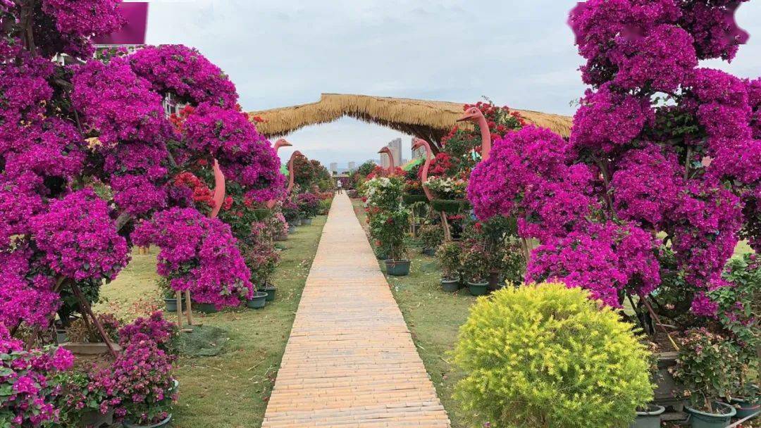 肖宅村)地点:瑞安市娇洋农业观光园94最佳赏花期94时间:2020年11