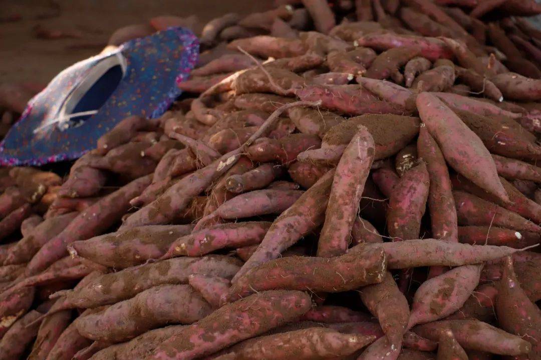 超粉超糯超香超人气的板栗红薯你吃过没