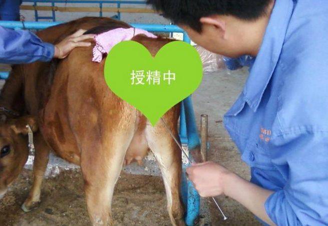初配小母牛人工授精还是自然交配好