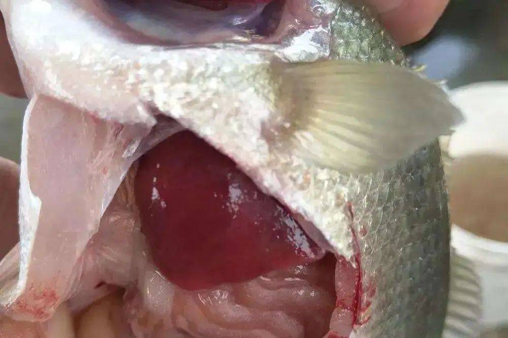 加州鲈肝脏问题应该如何处理好文收藏