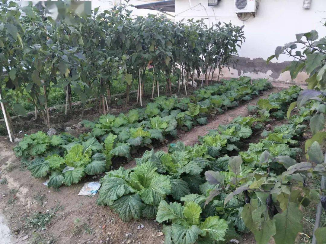 精播细种等您为最美小菜园投票