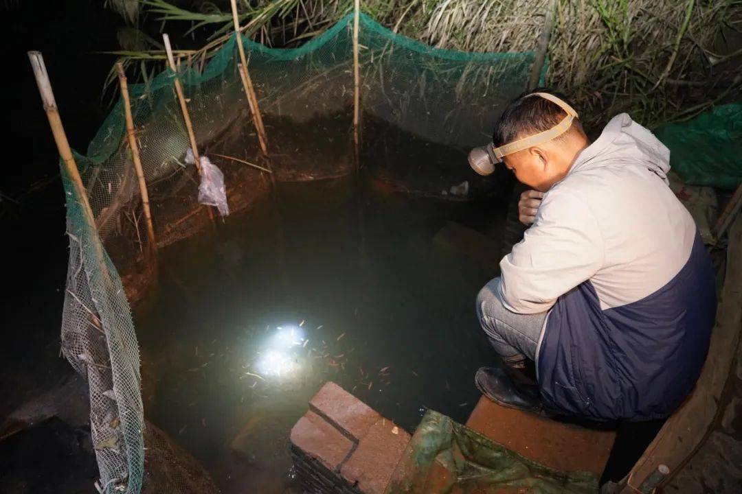 实拍凌晨捕捞斗门禾虫的场面你见过吗
