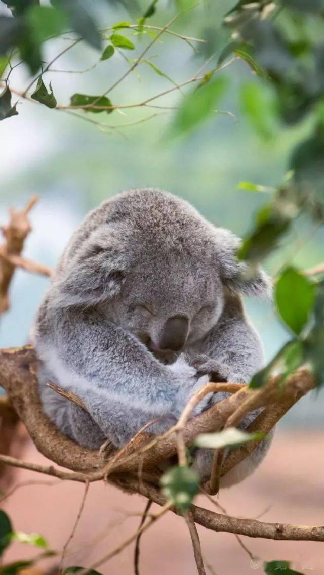 治愈系的萌物心情疲乏时看着它们世界里又多了好多美好