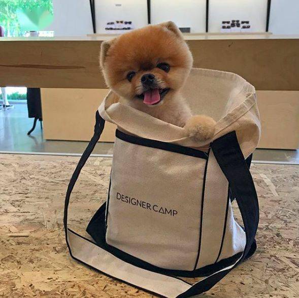 网红小博美时时刻刻都在卖萌,啊!太可爱啦