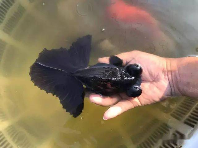 品鉴渔场主揭秘挑选好蝶尾10大绝招