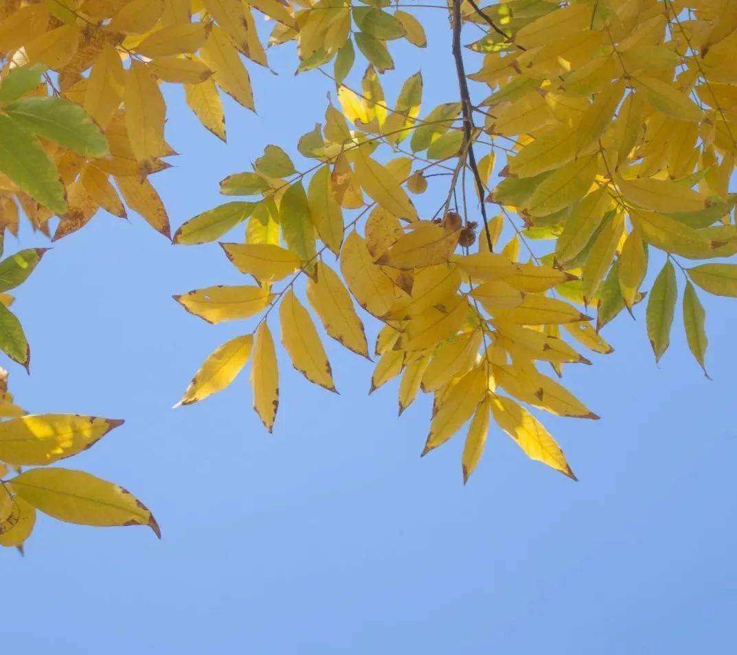 看,把东华"穿"在身上!_枫树下