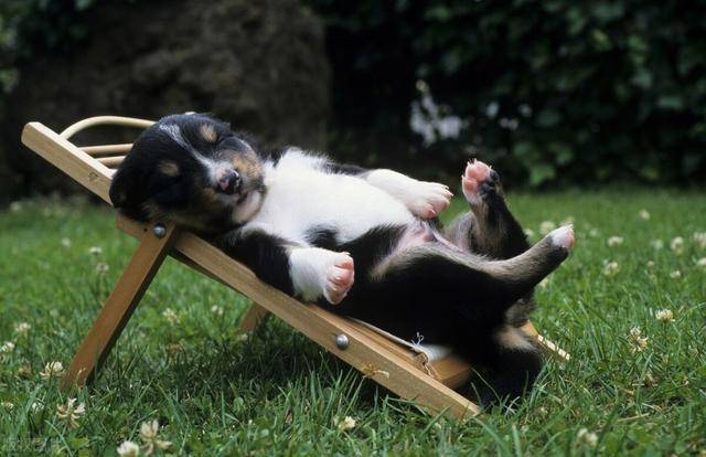 千奇百怪的动物睡姿!评价一下,谁是画风清奇第一名?