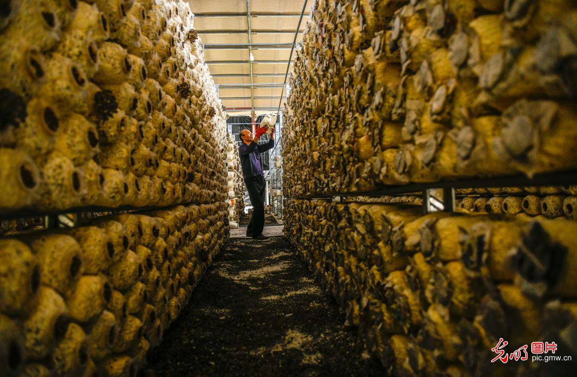 湖南道县:平菇种出脱贫路