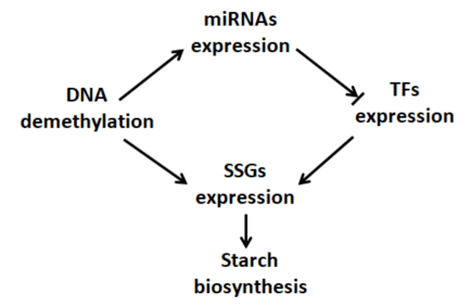 network of starch biosynthesis in maize endosperm综上所述,该