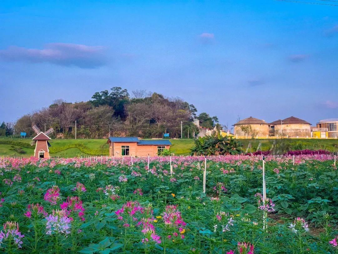 西江十里画廊七彩花田,地处白坭镇沙围村,是佛山百里芳华u形带的重要