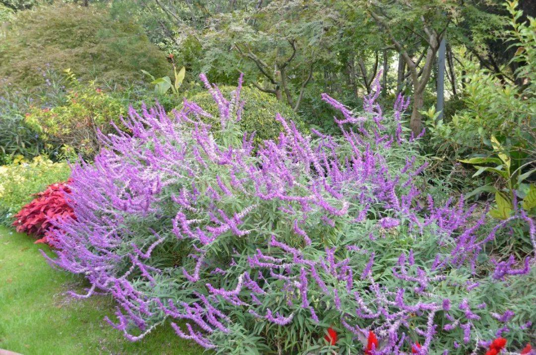 那穗狀的花枝傲然挺立,紫色的花朵豐滿嬌俏,一串串連接在一起,遠處看