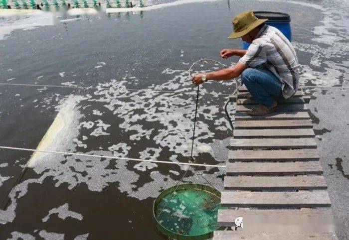 成活率80%以上!这种"三阶段养虾",火了!_池塘