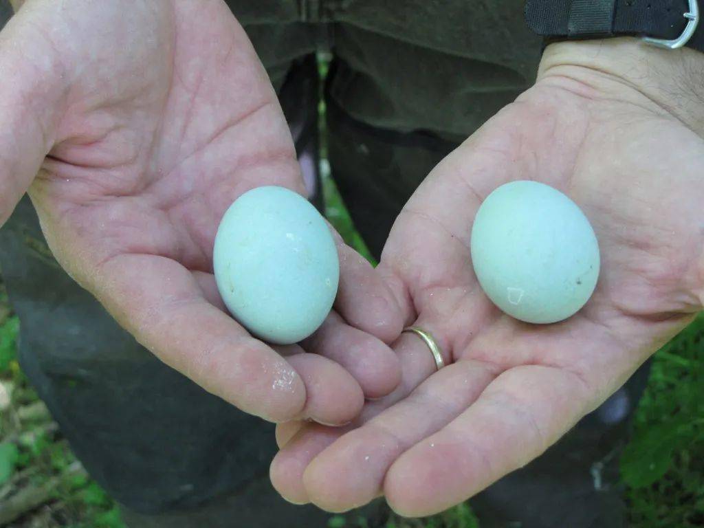 夜鹭的蛋呈淡蓝色夜鹭在我国属于"三有"(有益,有重要经济价值,有科学
