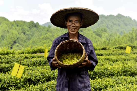 我的脱贫故事七旬茶农林立种了黄金芽摘掉贫困帽