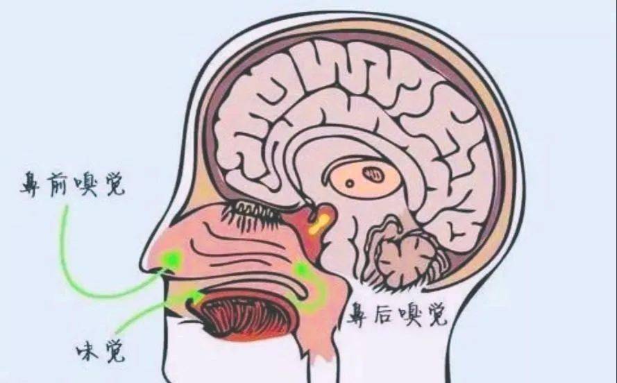 医学零距离每周医聊鼻后嗅觉让我爱上螺蛳粉