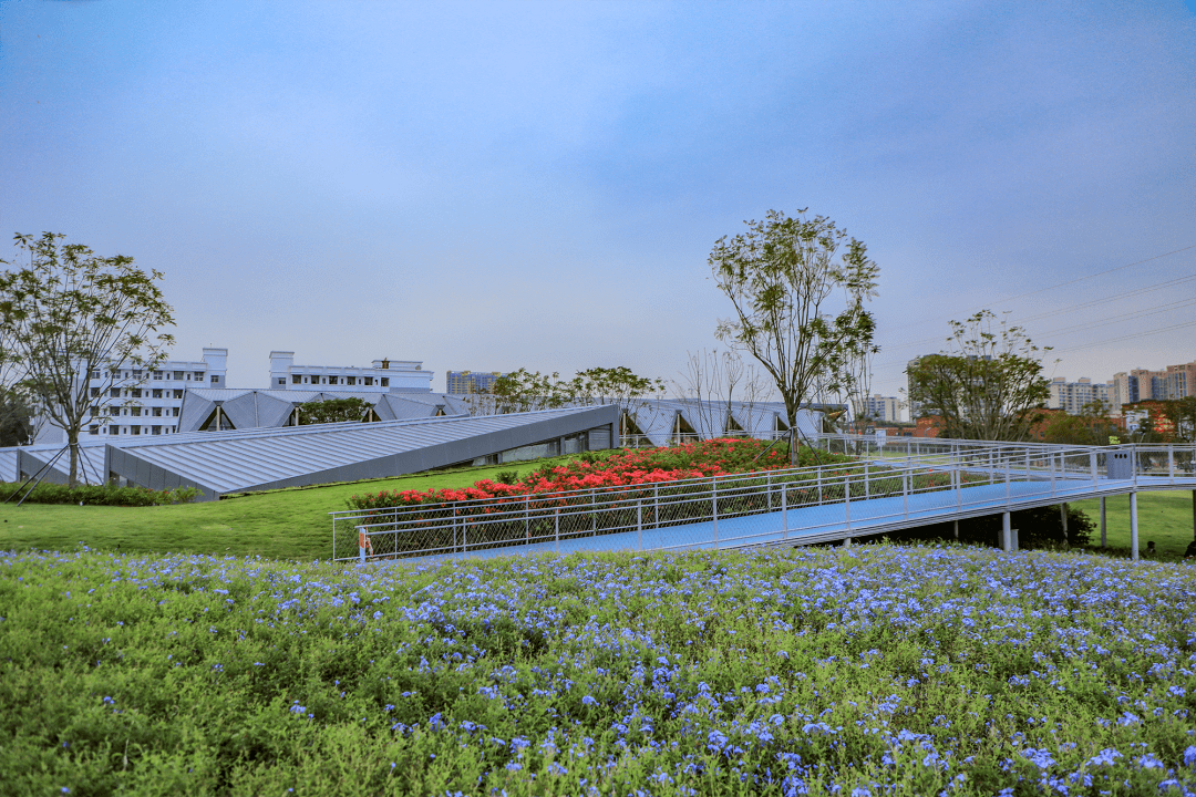 【发现光明治水景观】左岸双线展馆河段:红花夹岸稠,一河碧水流_手机