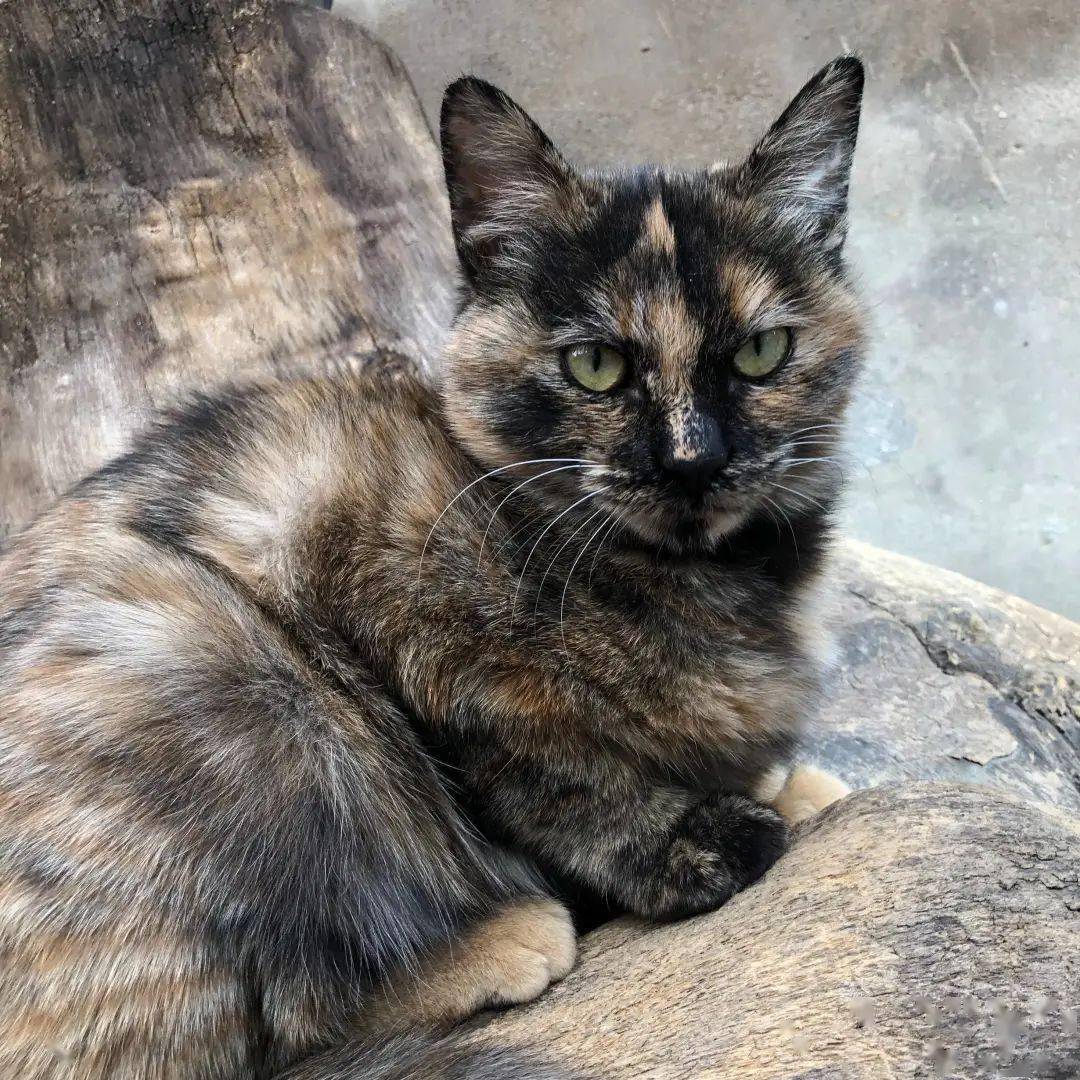 河北区;金丝玳瑁款,古人称:"滚地锦"招财猫的原型.