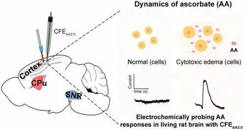 來源:奇物論3,化學所毛蘭群jacs:電化學動態監測活大鼠腦細胞毒性水腫