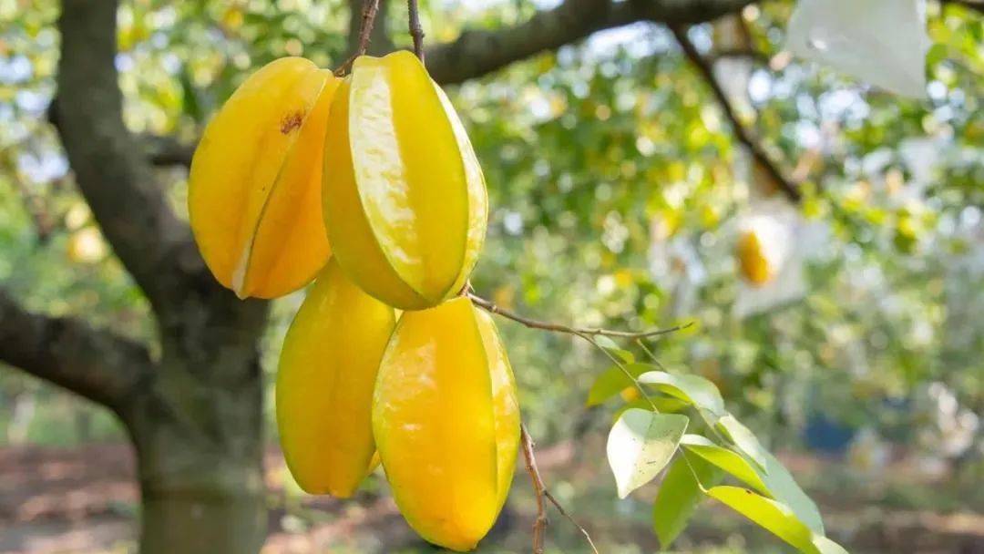 杨桃熟了!就在五彩田园,周末约起吧!